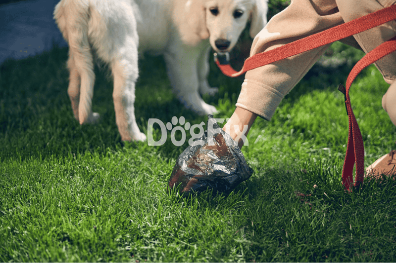 Yard training session with a puppy, outdoor grass area.