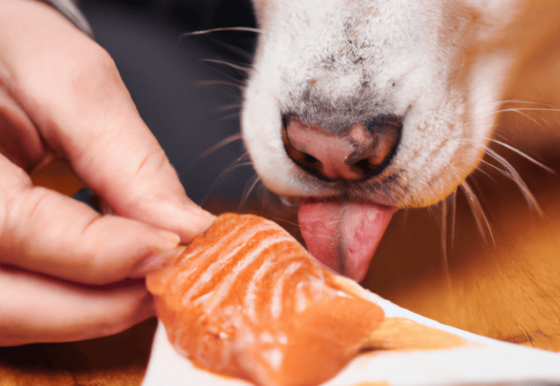 Salmon