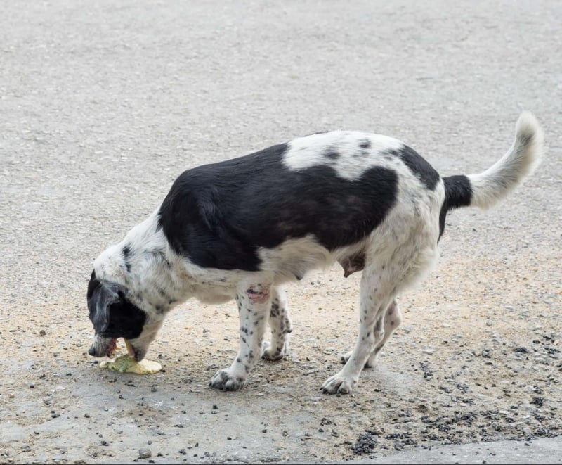 Adorable black and white puppy eating on asphalt ground, emphasizing dog rescue and care.