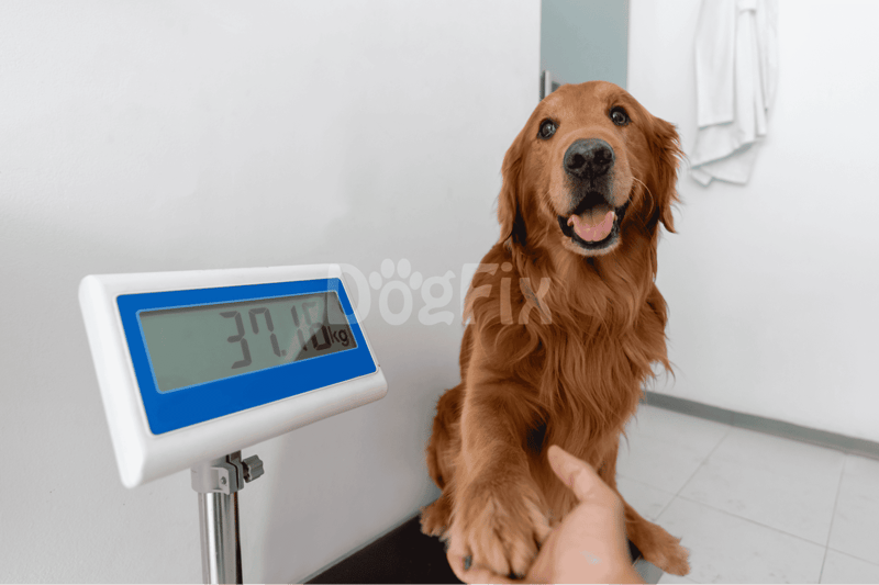 Weight Management