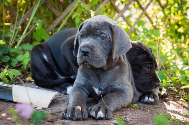 When Should Large Breed Puppies Switch to Adult Food