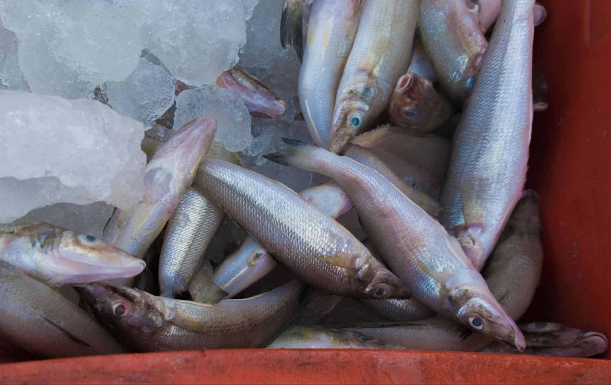 Whiting