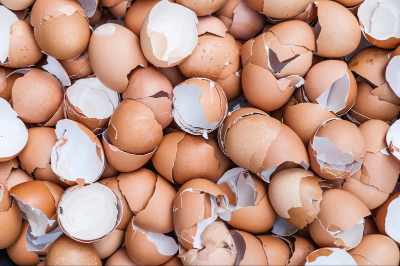 Whole Egg or Not