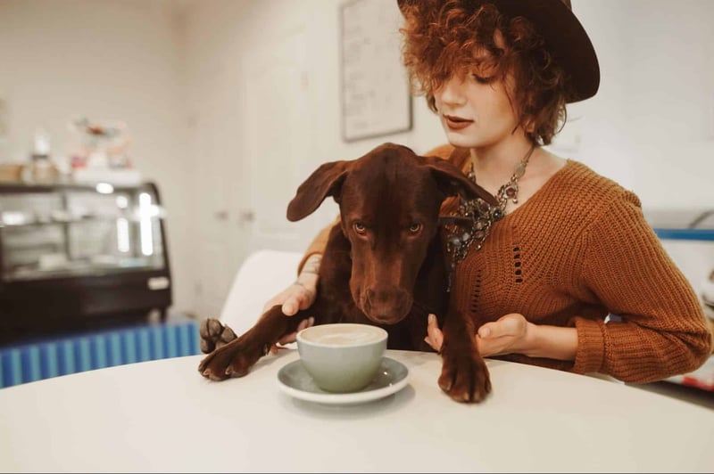 Why Does My Dog Seem to Like Coffee