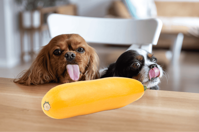 Yellow Squash