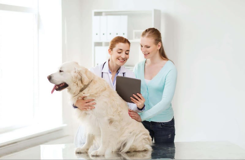 Vet examining a large golden retriever dog in a modern clinic.