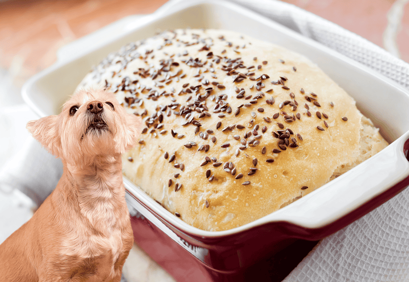 Close-up of fresh homemade bread with chocolate sprinkles on a baking dish, ideal for dog treats and pet nutrition.