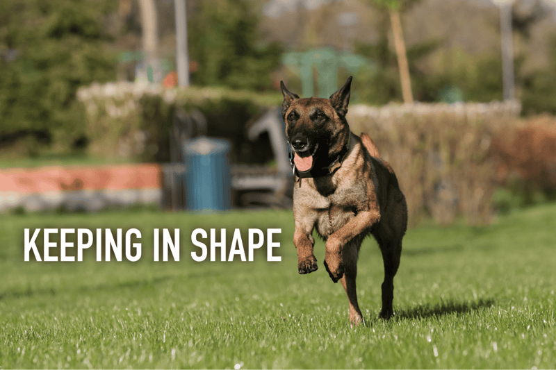 Active dog exercise for pet health and wellness.