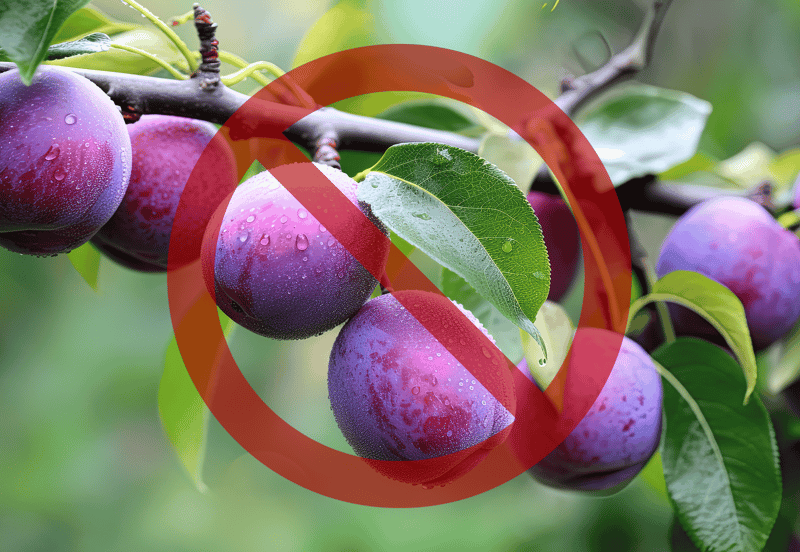 plum trees