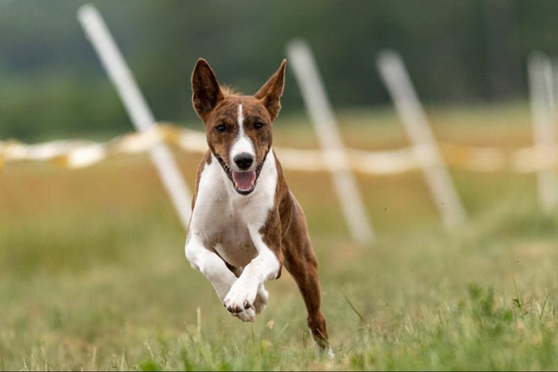 Energetic dog running in green field with agility and joy, perfect for outdoor adventures and dog training.