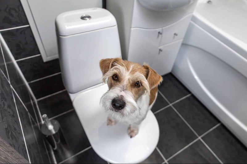 Dog looking up at camera with curiosity, standing on toilet seat in modern bathroom setting.