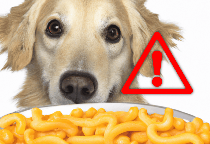 Dog holding cheese on a white background, natural dog treat, cheese for dog health.