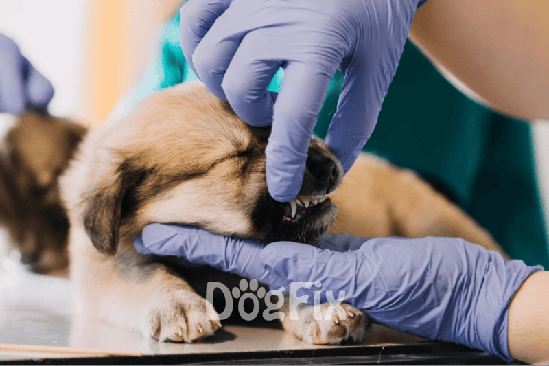 vet treatments