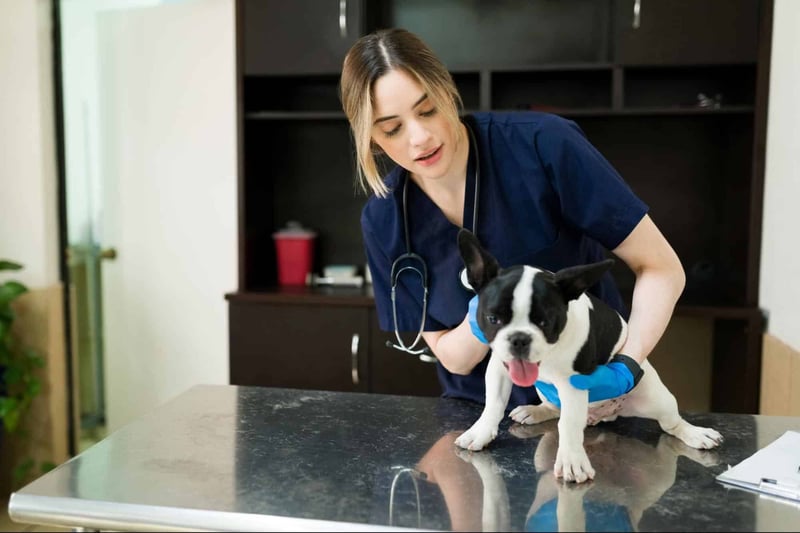 veterinary attention is essential