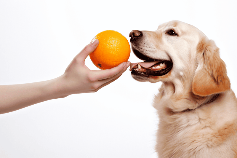 vitamin magic for your dogs