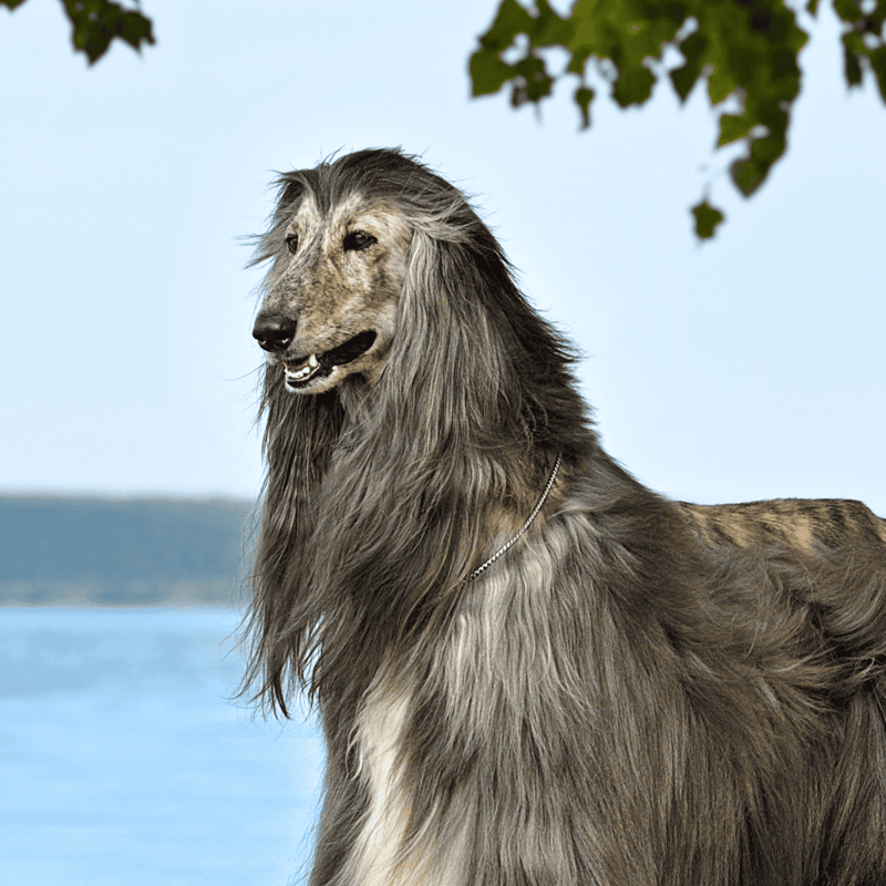 Afghan Hound photo 3