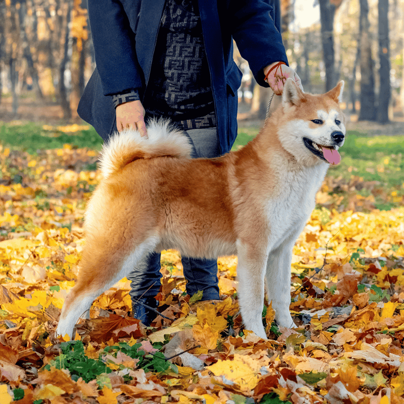 Akita overview