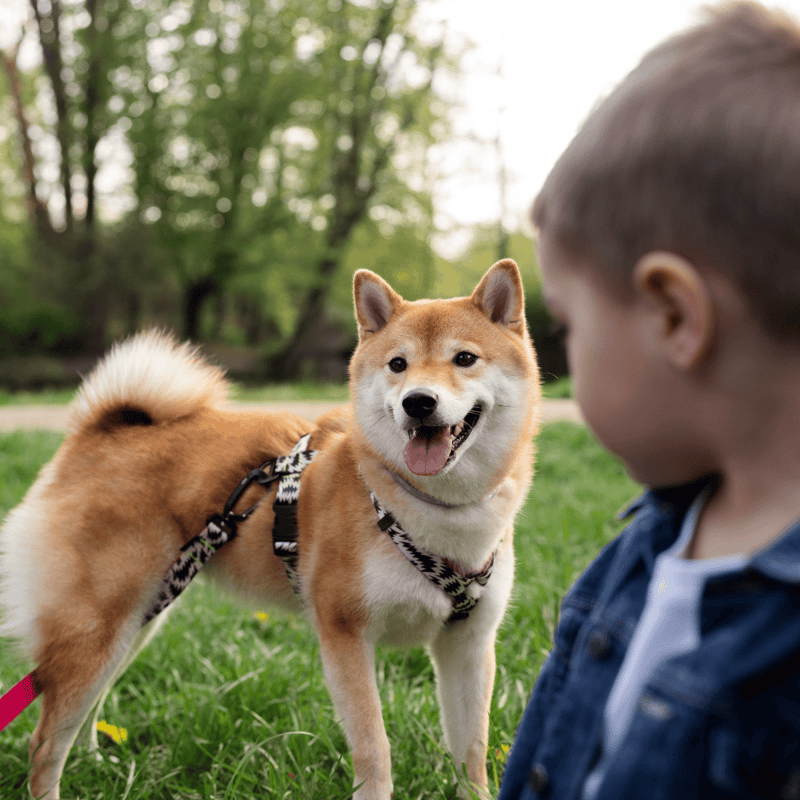 Akita photo 2