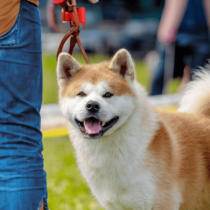 Akita photo 3