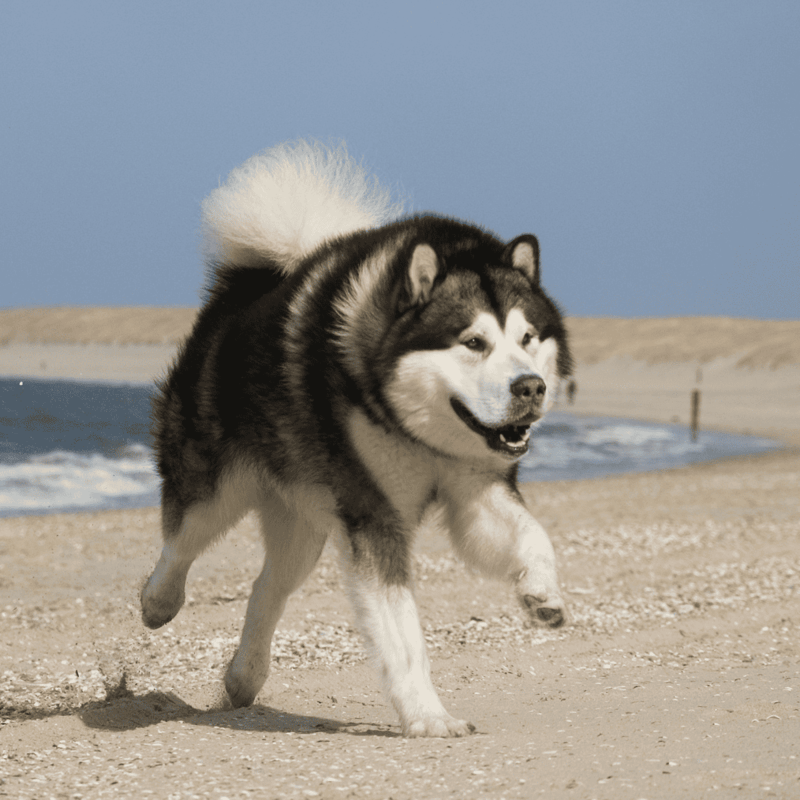 Alaskan Malamute characteristics
