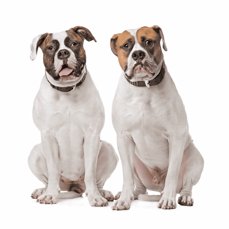 Adorable sitting American Bulldog dogs with friendly expressions.