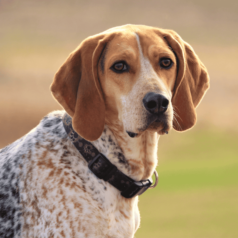 Brown and white hunting dog with floppy ears and collar.