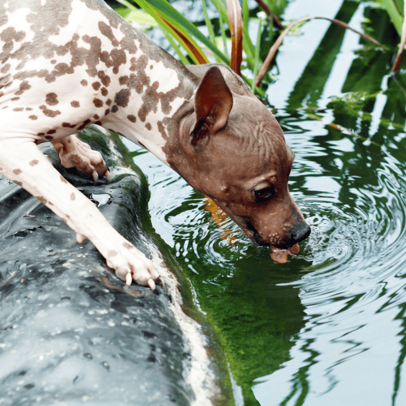 American Hairless Terrier photo 2