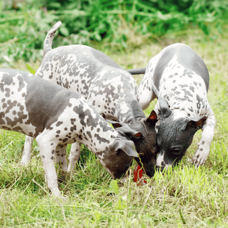 Wide shot of three Australian Cattle Dogs grazing on grass.