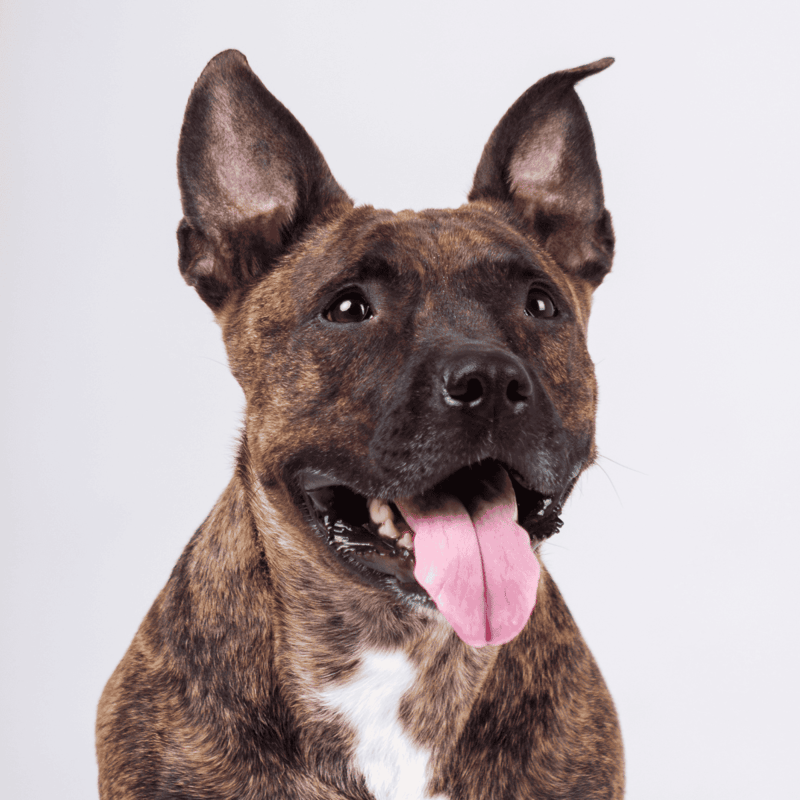 American Staffordshire Terrier photo 1
