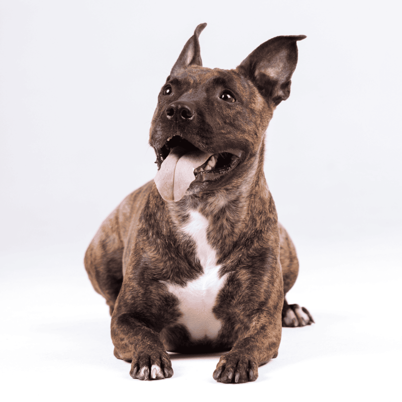 American Staffordshire Terrier photo 3