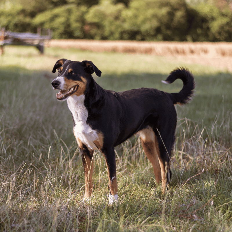 Appenzeller Sennenhund overview