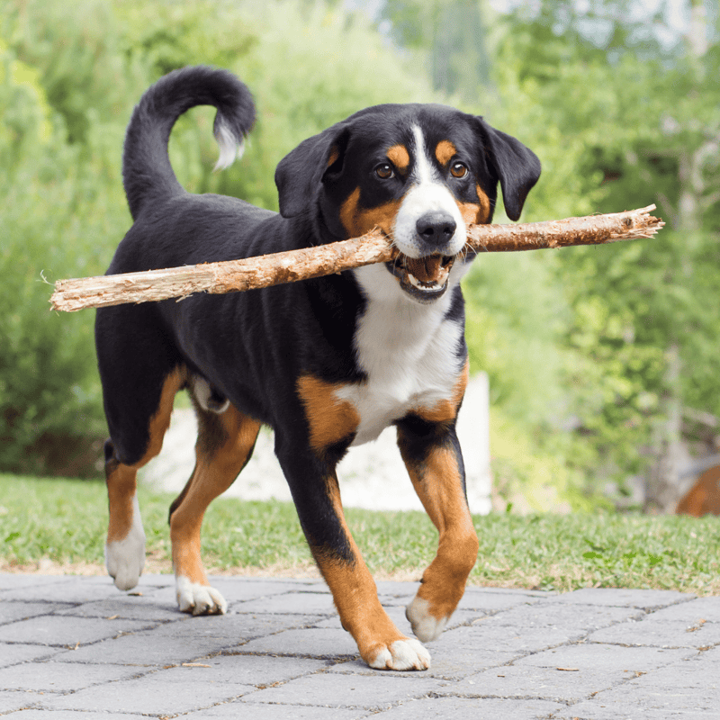 Appenzeller Sennenhund photo 2