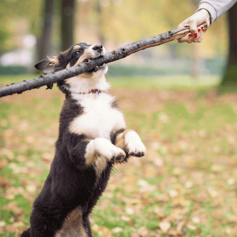 Australian Shepherd characteristics