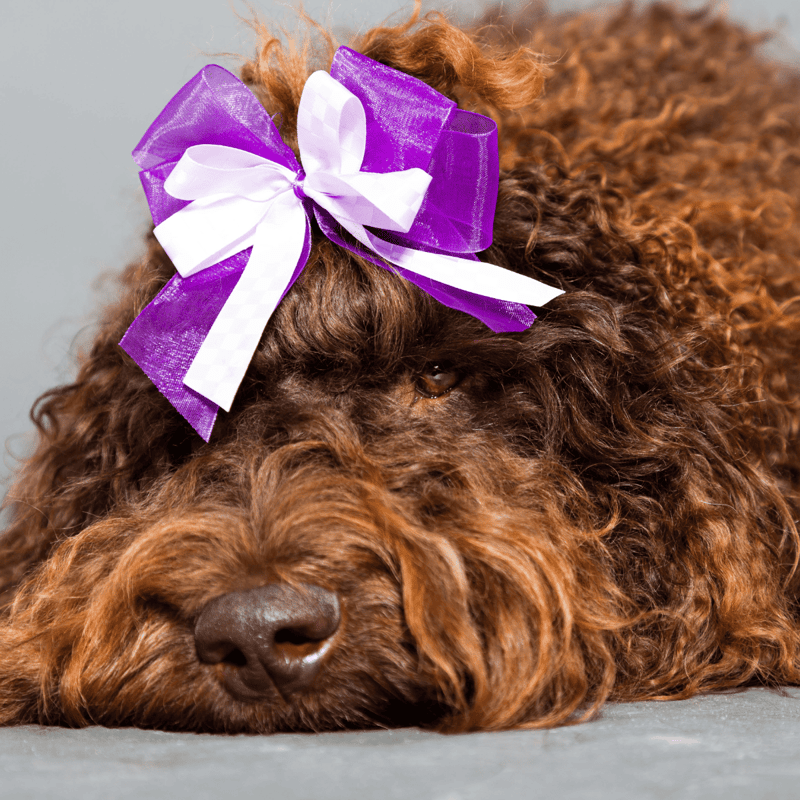Barbet photo 1