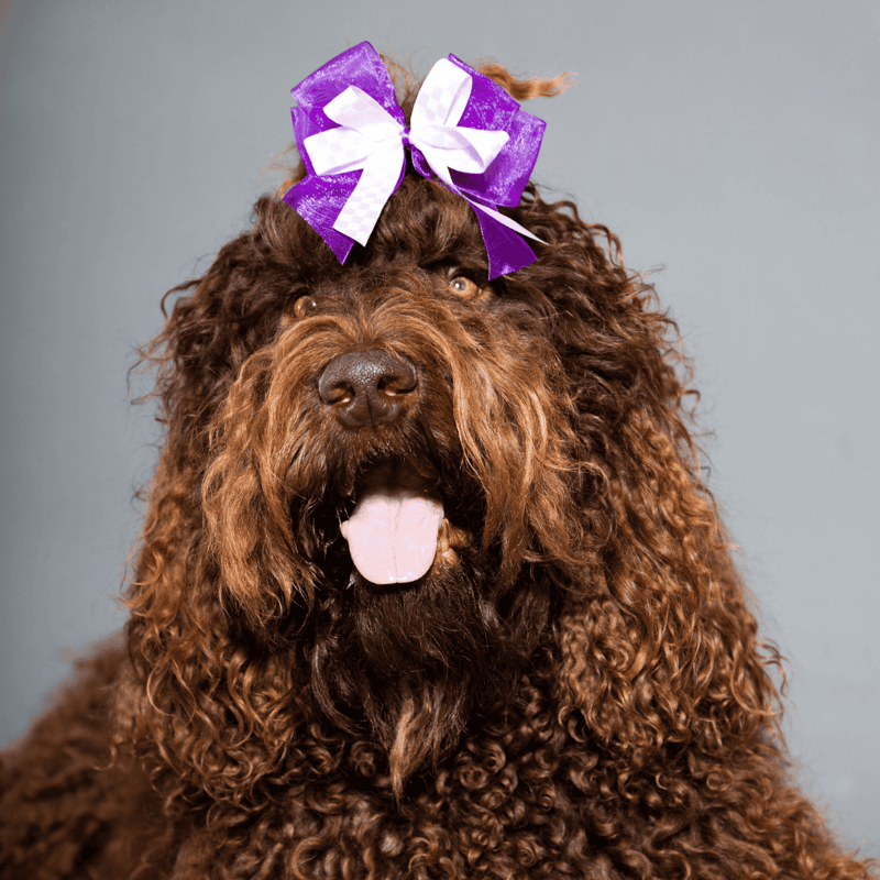 Barbet photo 2