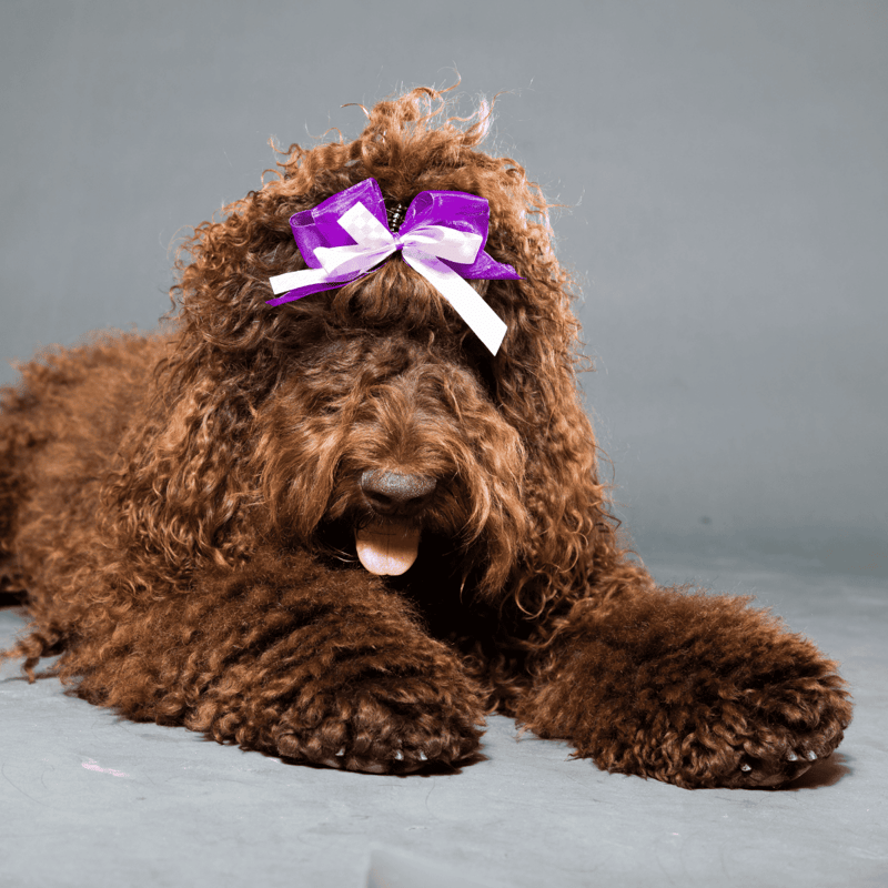 Barbet photo 3