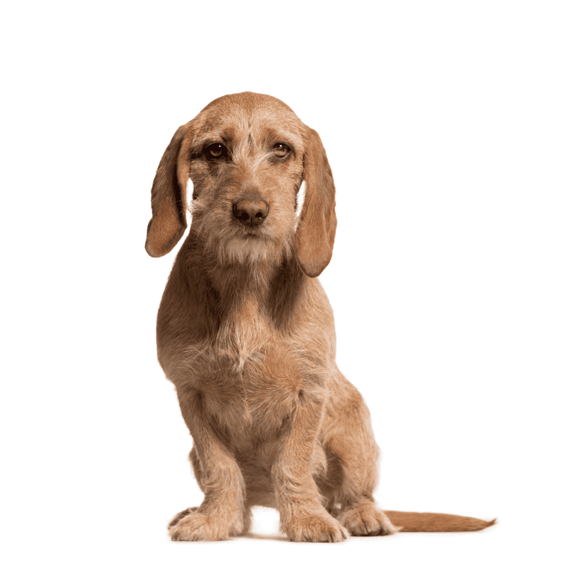 Basset Fauve de Bretagne photo 2
