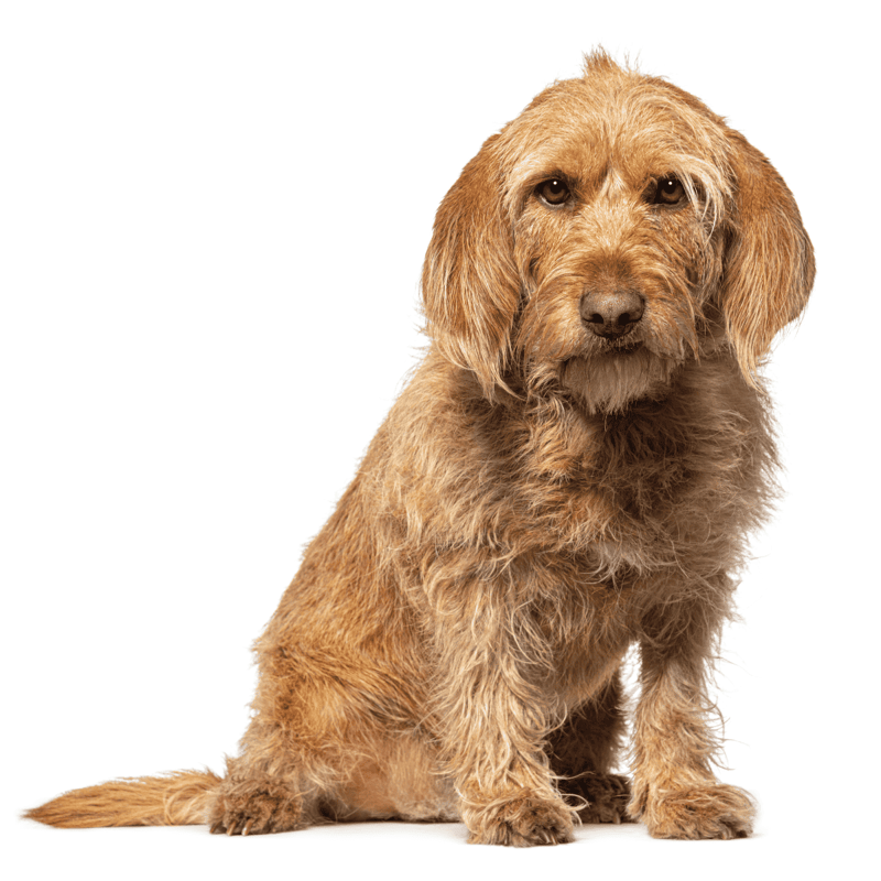 Basset Fauve de Bretagne photo 3