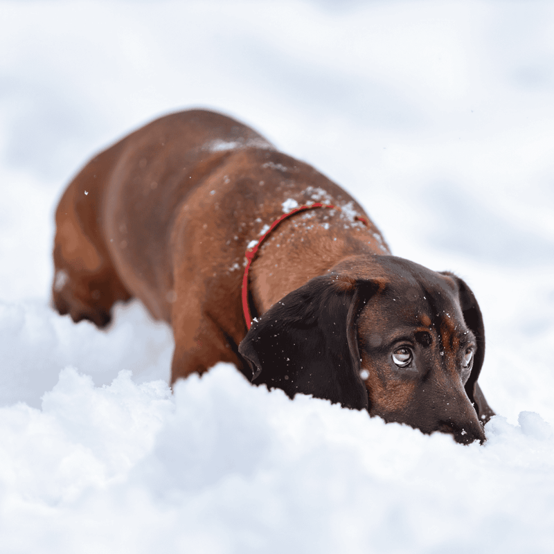 Bavarian Mountain Scent Hound photo 3