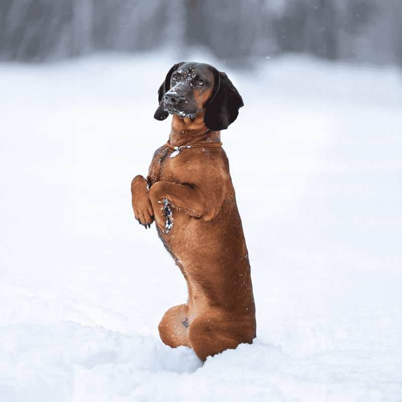 Bavarian Mountain Scent Hound photo 1