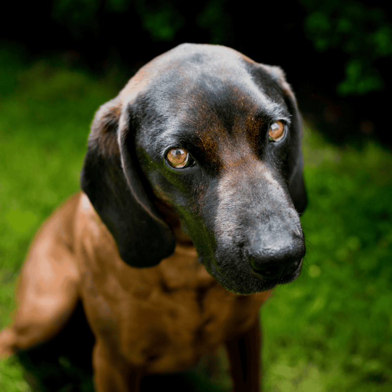 Dog rescue, adoption, and care tips for a happy, healthy dog. Find your perfect pet today with Dogfix.