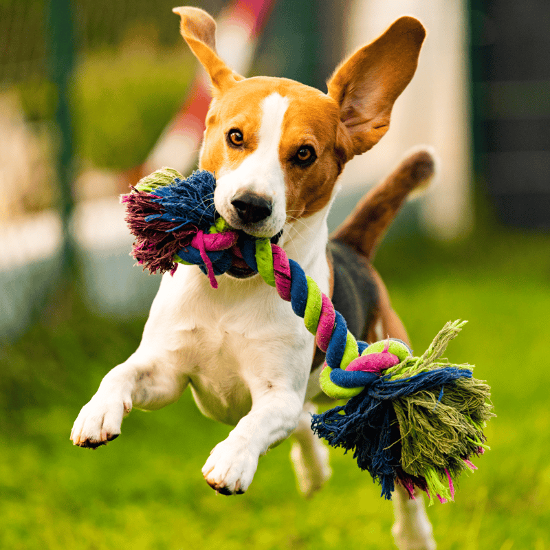 Beagle Exercise