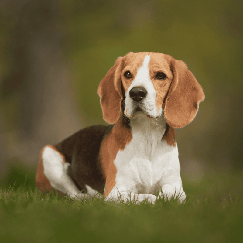 Beagle photo 2