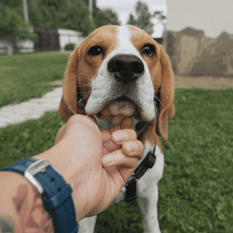 Beagle photo 3