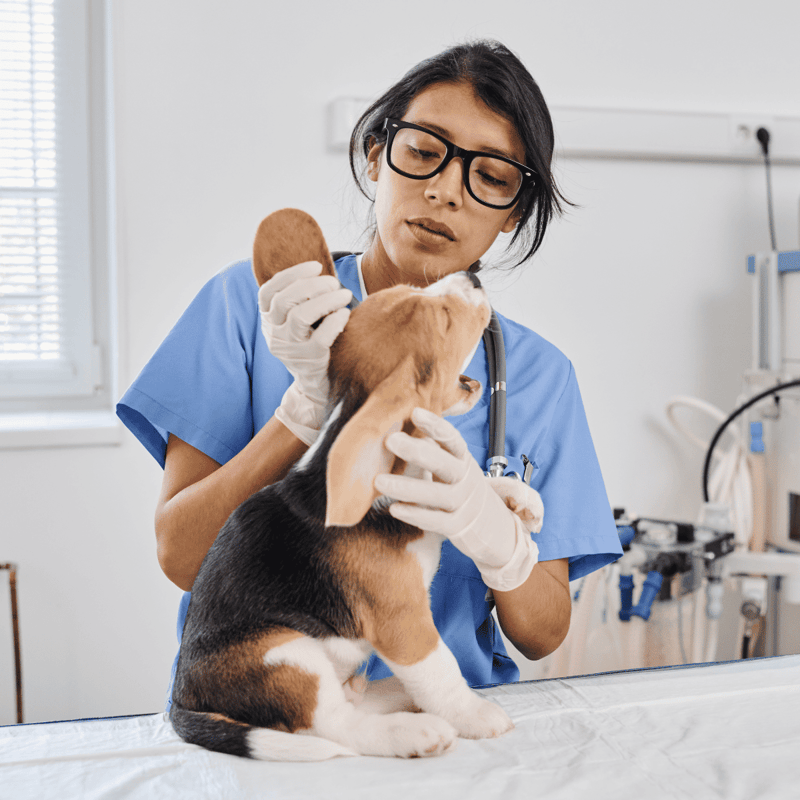 Beagle health