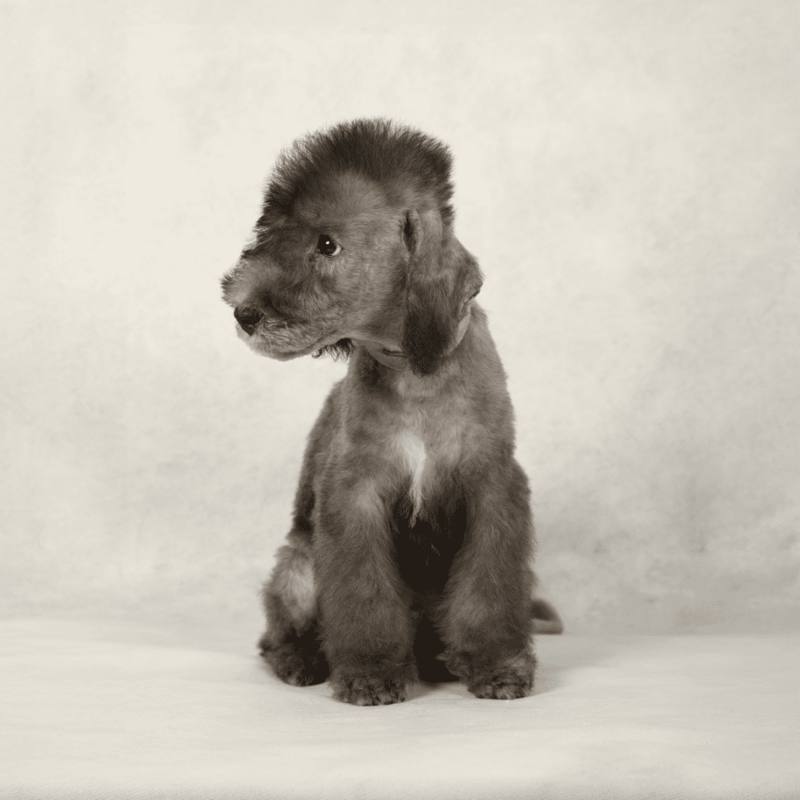 Bedlington Terrier photo 2
