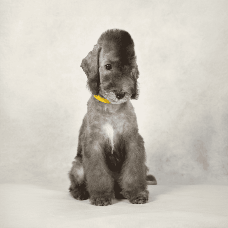 Bedlington Terrier photo 1
