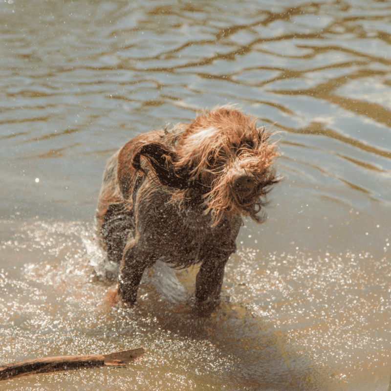 Bergamasco Sheepdog Exercise