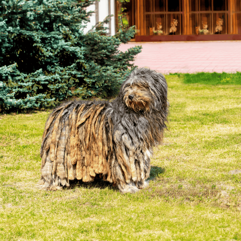 Dog grooming tips for Shih Tzus and cute dogs.