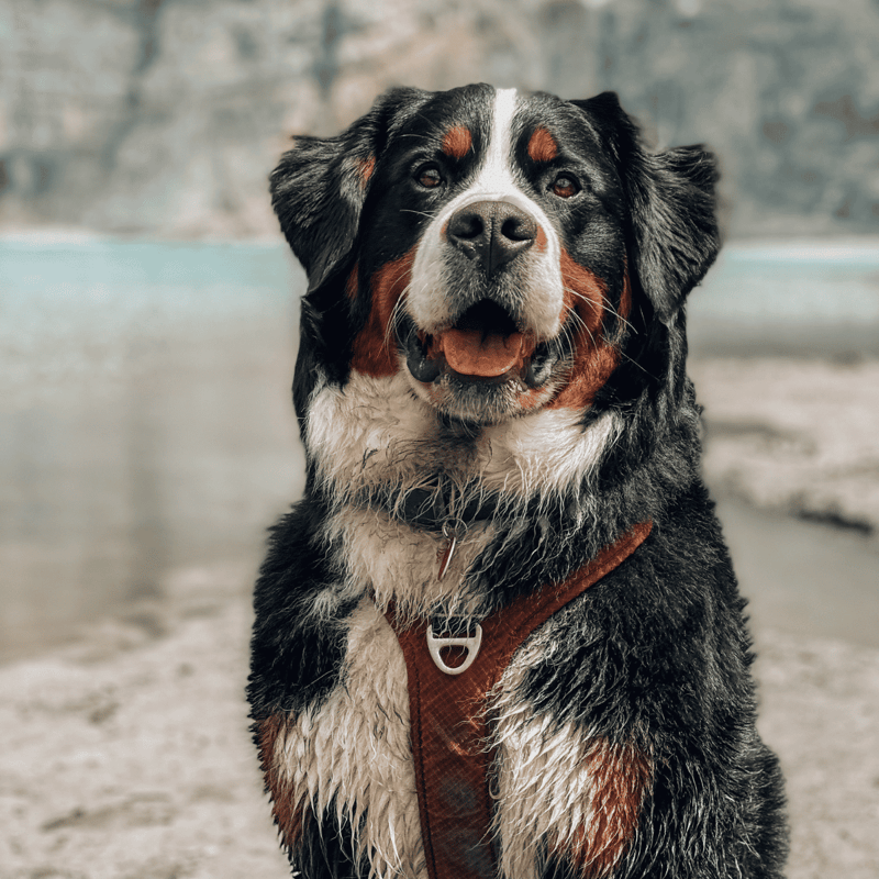 Bernese Mountain Dog photo 2